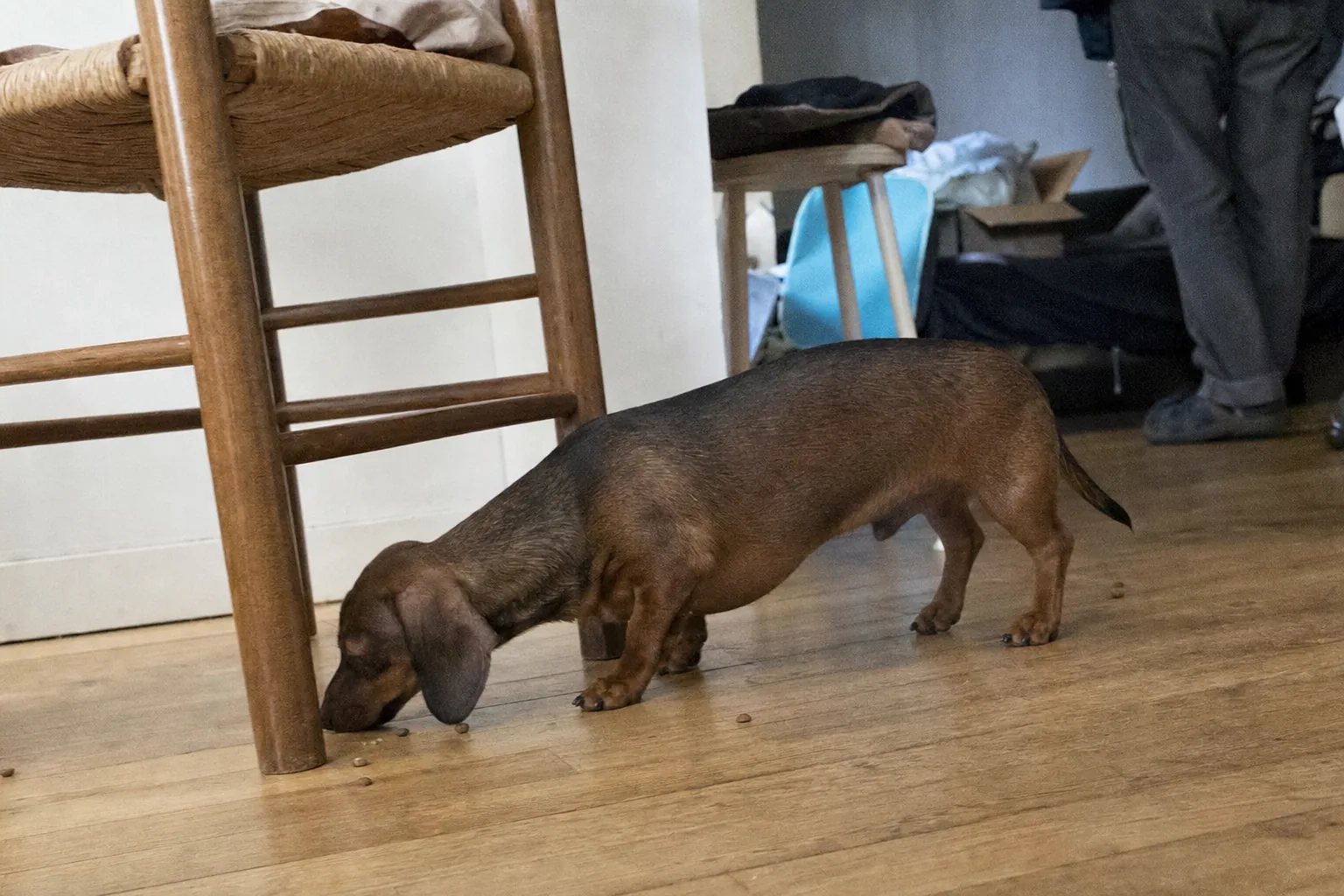 Teckel qui cherche du nez des croquettes semées sur le parquet, au pied d’une chaise