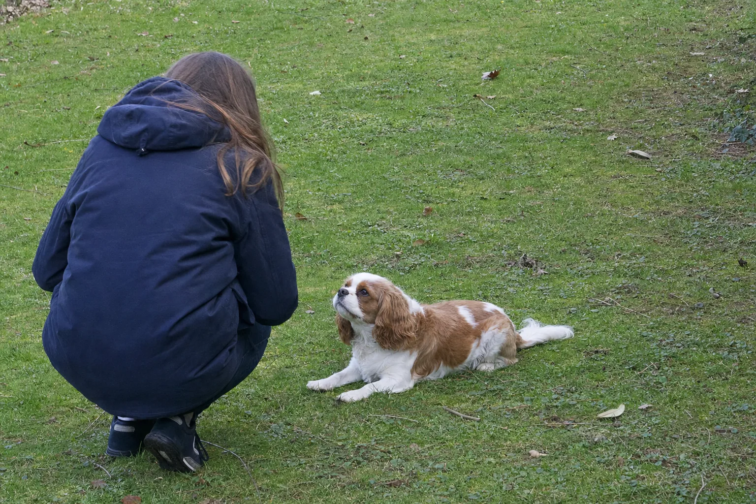 Cavalier king charles couché sur une pelouse devant une personne accroupie vue de dos