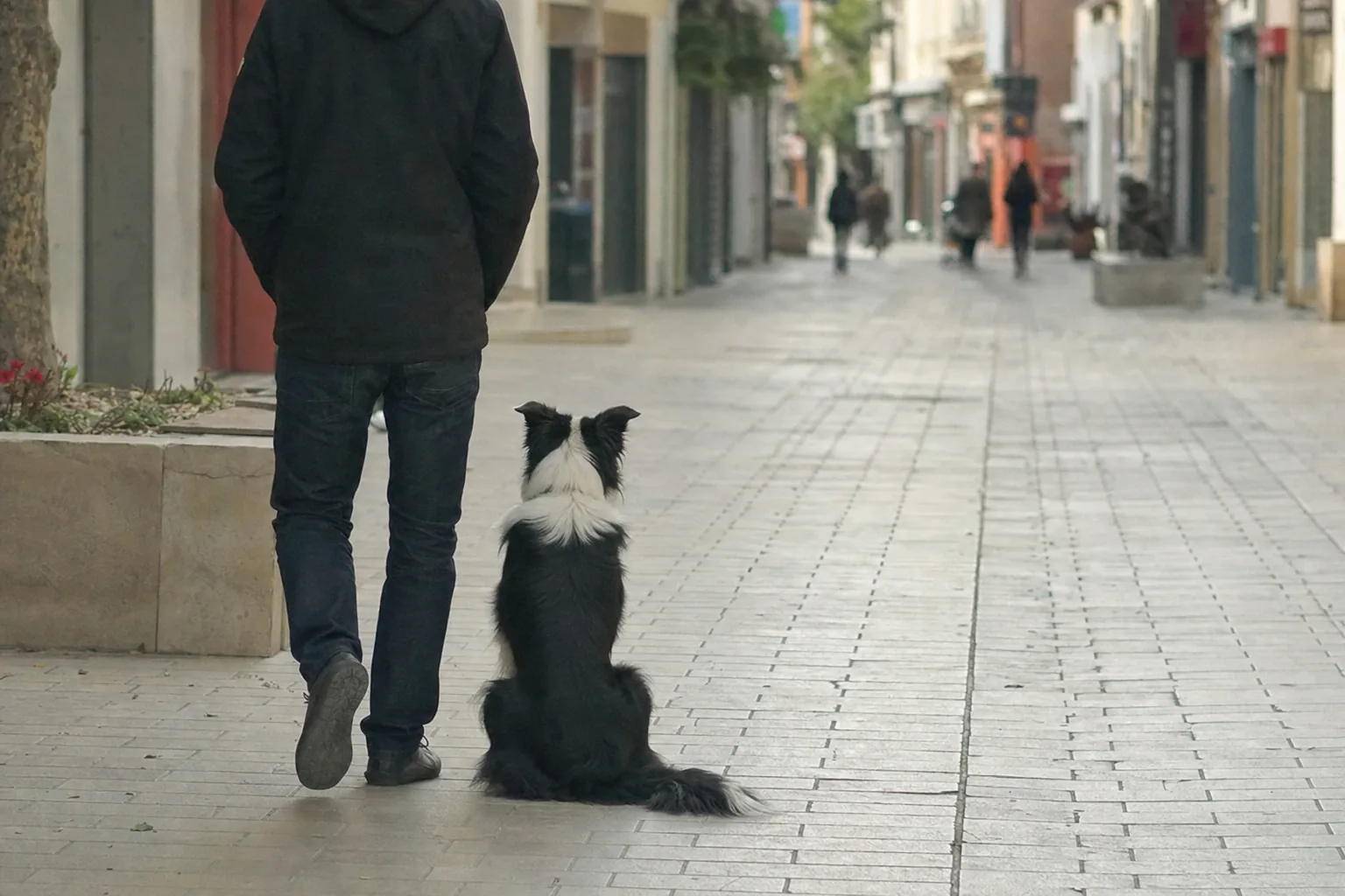 Border collie assis dans une rue piétonne à côté de son maître vu de dos