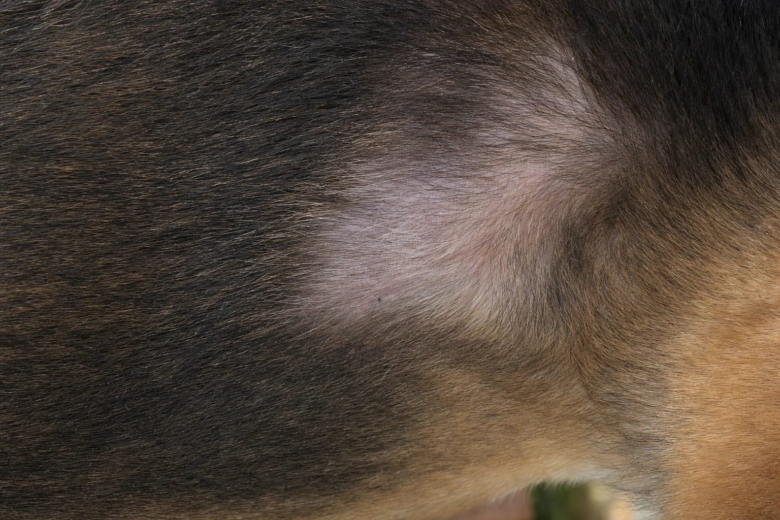 Zone de poils clairsemés sur le flanc d'un chien