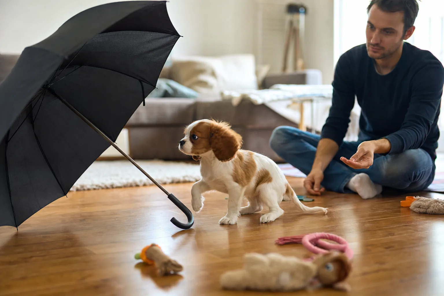 Dans un salon au parquet clair, un chiot cavalier king charles blanc et feu s’arrête, une patte avant levée, devant un parapluie noir ouvert posé au sol, pendant qu’un homme assis en tailleur lui tend la main à distance