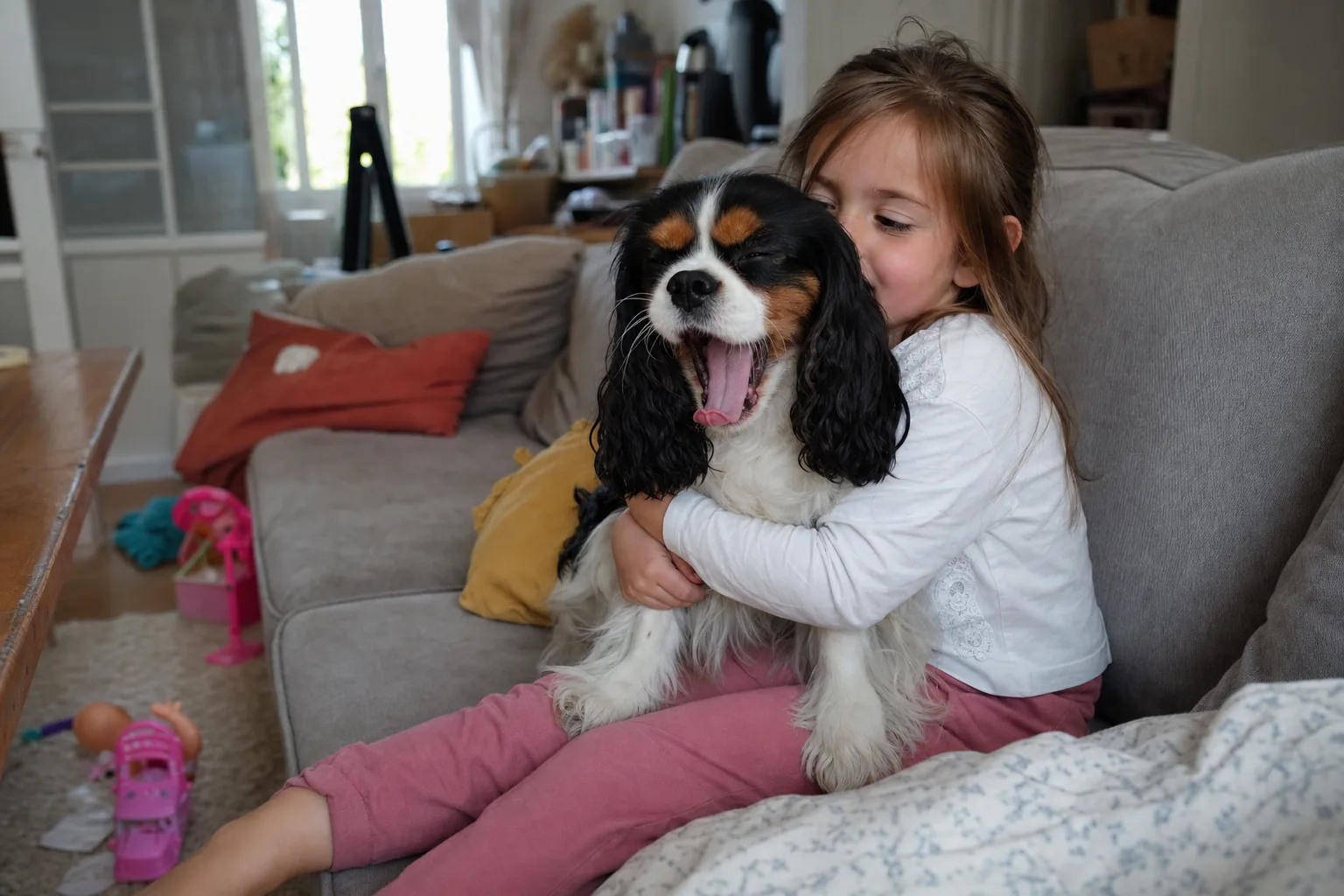 Sur un canapé, un cavalier king charles tricolore serré dans les bras d’une petite fille bâille largement, yeux fermés, jouets sur le tapis