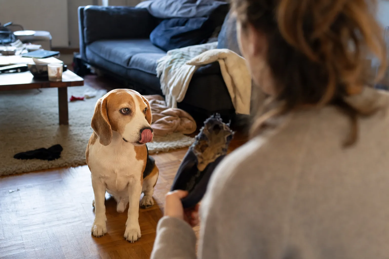 Dans un salon, un beagle assis sur le parquet, oreilles en arrière et tête détournée, se lèche la truffe face à une femme debout qui tient une chaussure mâchouillée