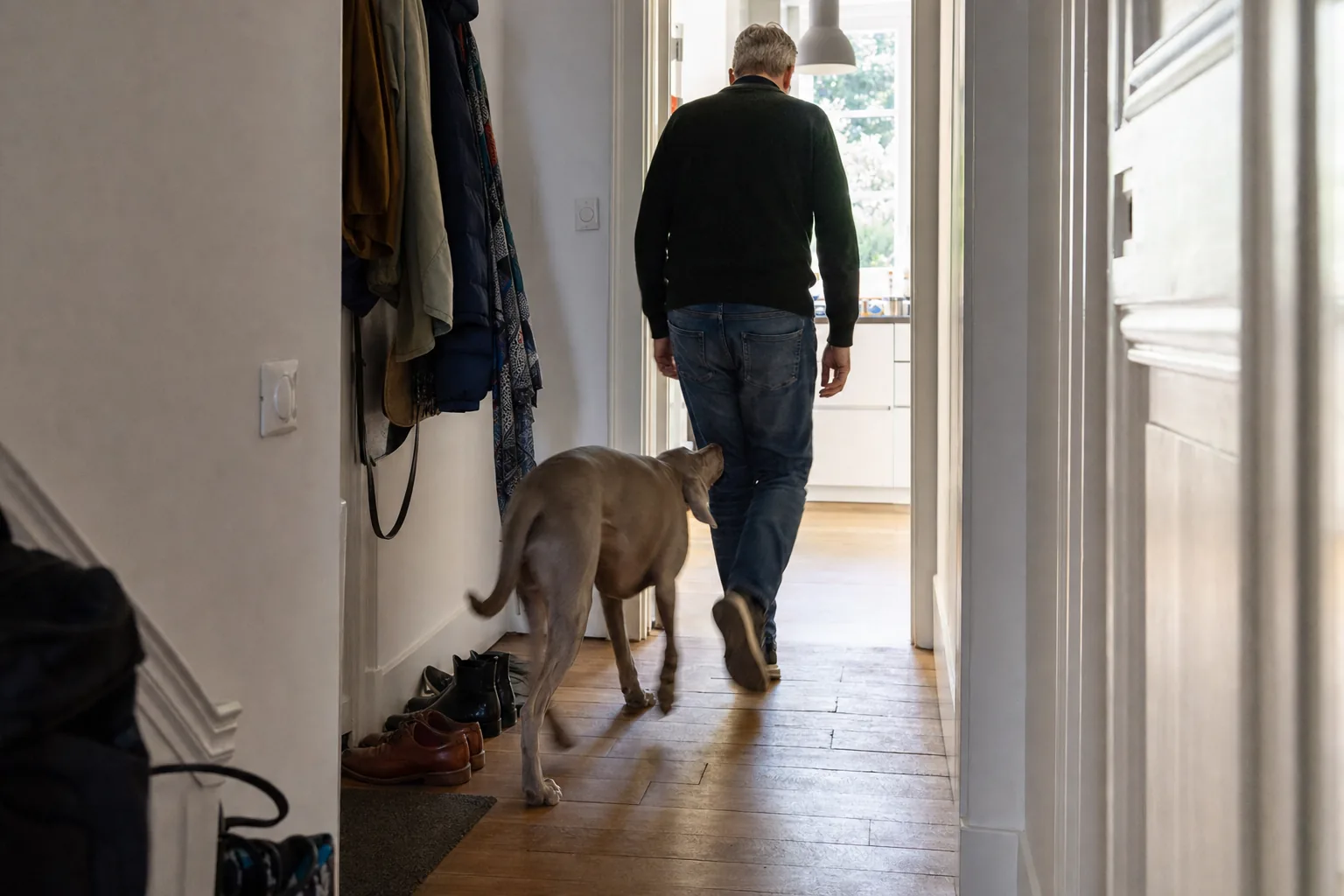 Dans le couloir d’un pavillon, un braque de Weimar marche collé aux jambes d’un homme vu de dos qui se dirige vers la cuisine