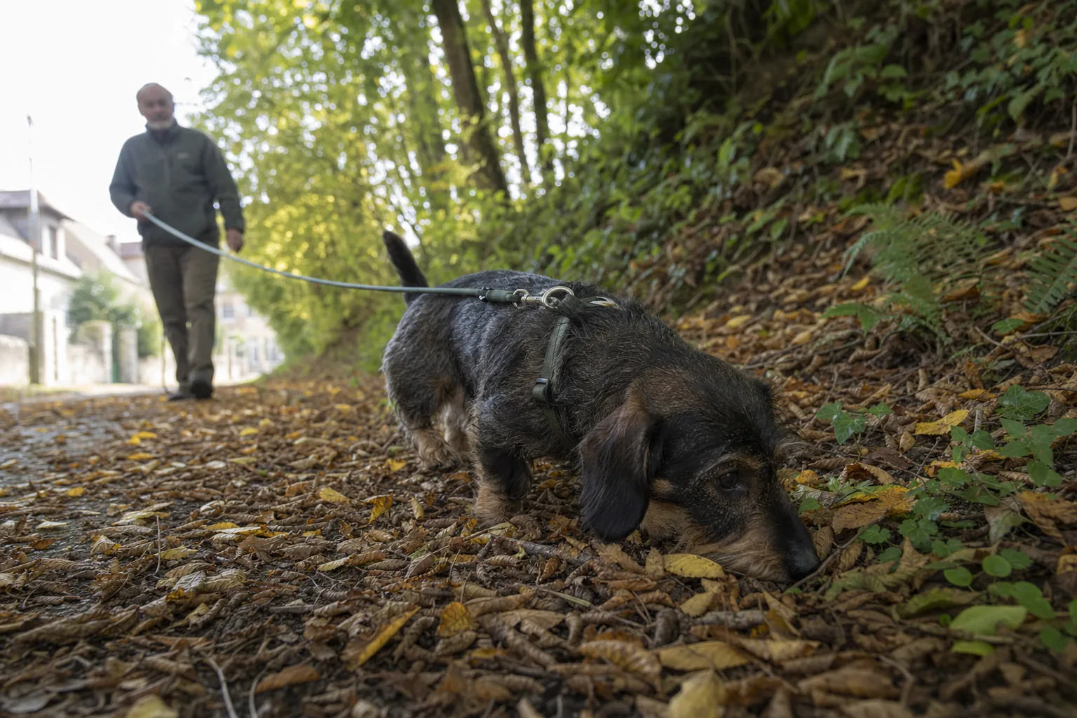 Teckel à poil dur, truffe collée aux feuilles mortes, qui flaire un talus au bout d’une longe tenue par un homme âgé