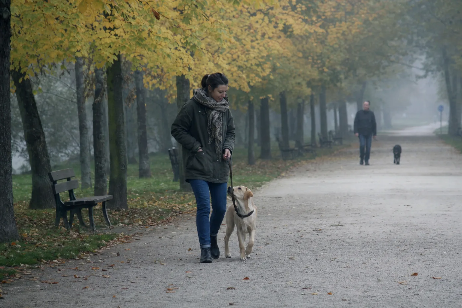 Un matin de brume dans l’allée d’un parc aux arbres jaunis, une femme en parka promène en laisse courte une jeune chienne labrador sable qui lève la tête vers elle, pendant qu’un homme et son chien noir approchent au loin.