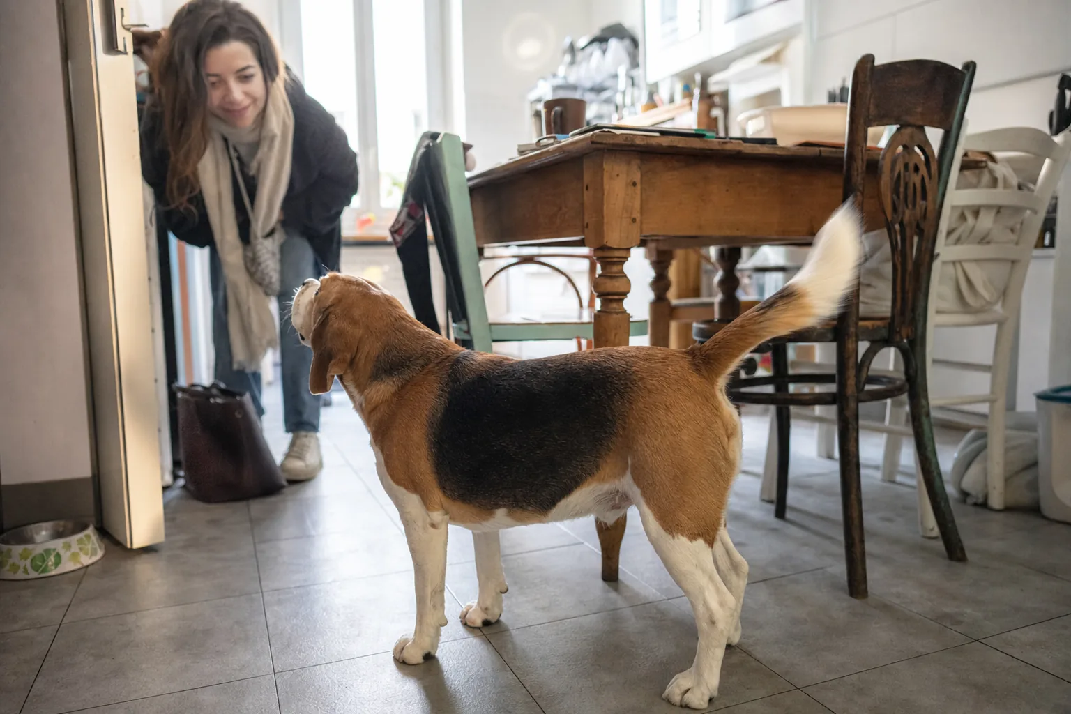 Dans une cuisine, un beagle vu de profil se tient devant une visiteuse penchée vers lui, la queue relevée en plein battement