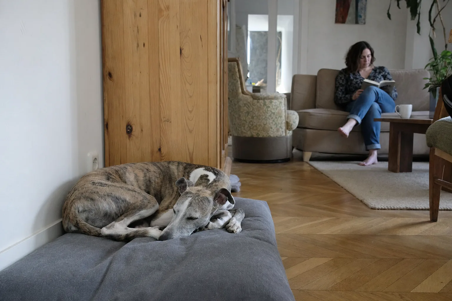 Un whippet bringé dort sur un coussin contre le mur du salon pendant qu’une femme lit sur le canapé