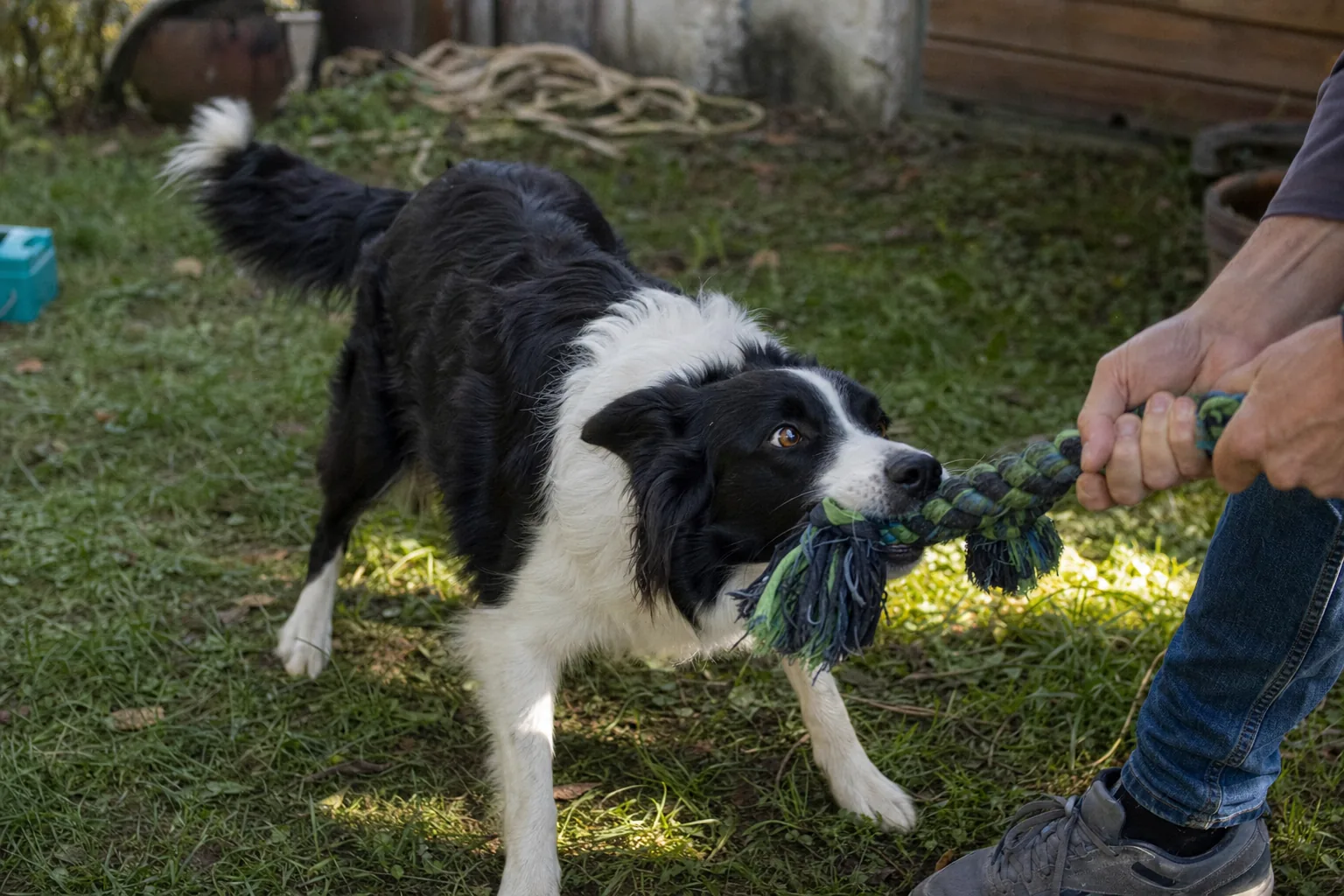 Border collie qui tire sur une corde de jeu tenue par des mains, dans un jardin