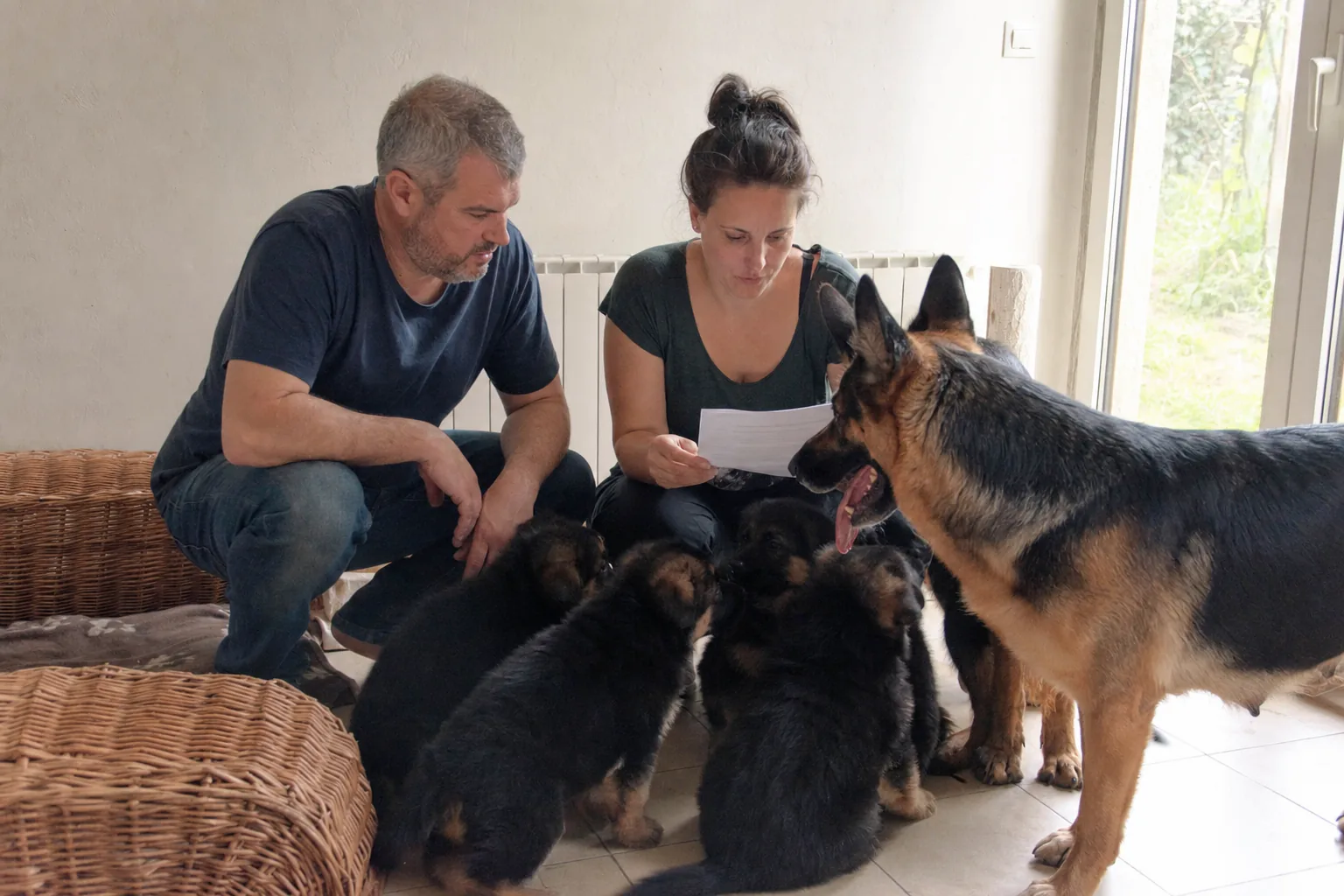 Couple accroupi devant une portée de chiots berger allemand, la mère debout à côté, la femme lit un document