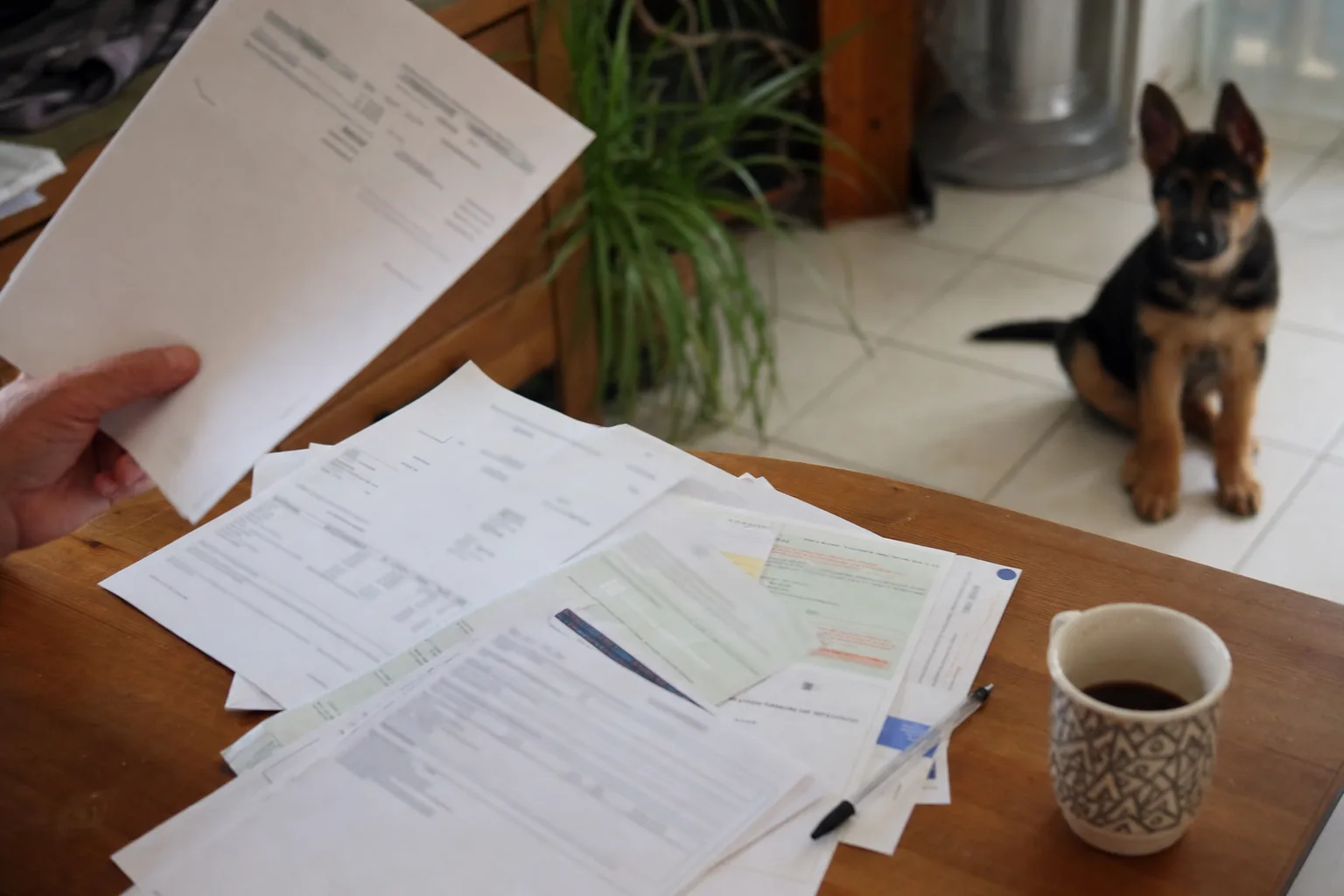 Papiers d’acquisition étalés sur une table de cuisine, un chiot berger allemand assis en arrière-plan sur le carrelage
