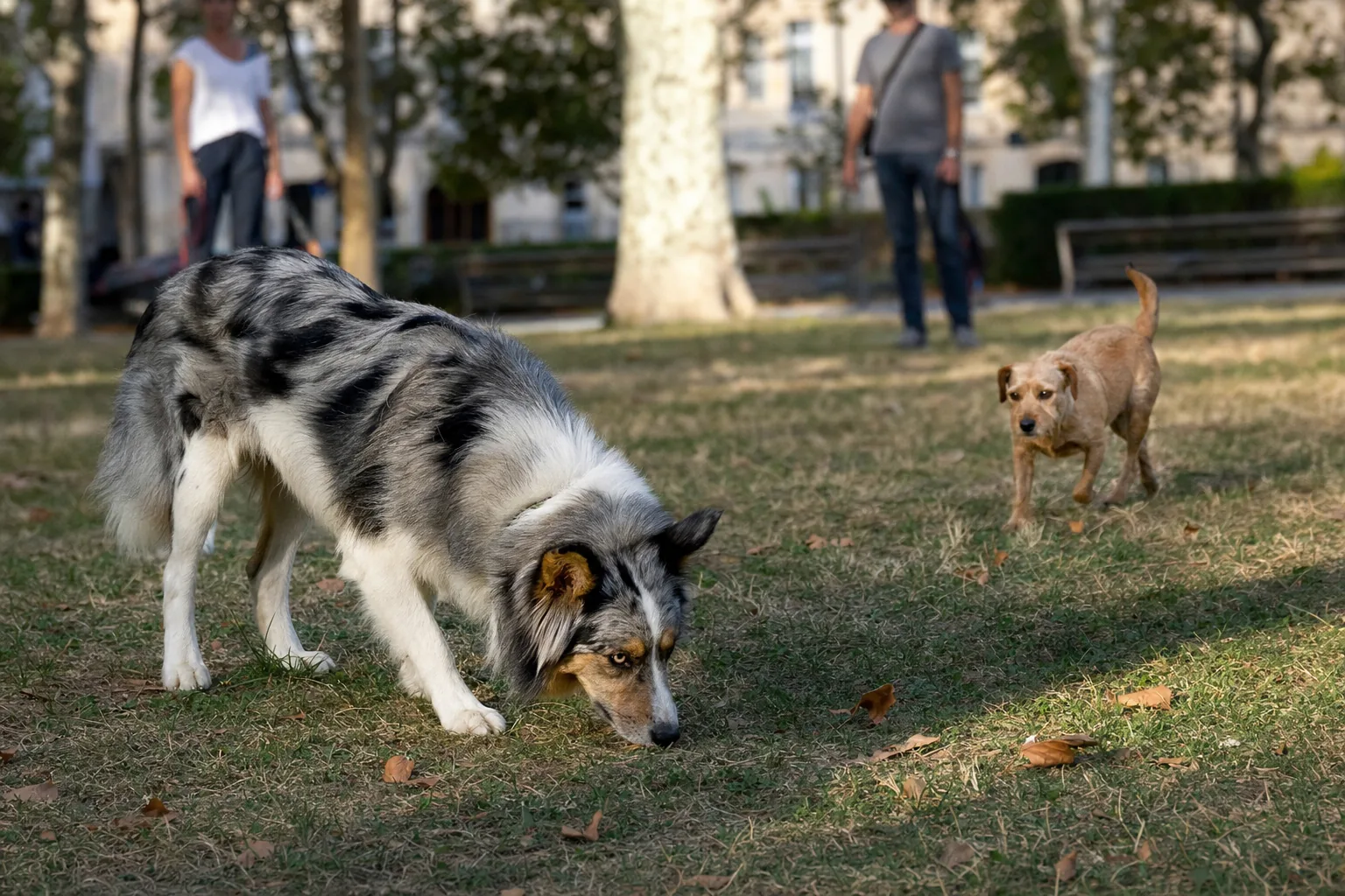 Dans un parc, un chien de berger croisé merle flaire le sol tête baissée pendant qu’un petit chien fauve s’approche de lui, deux maîtres flous en arrière-plan