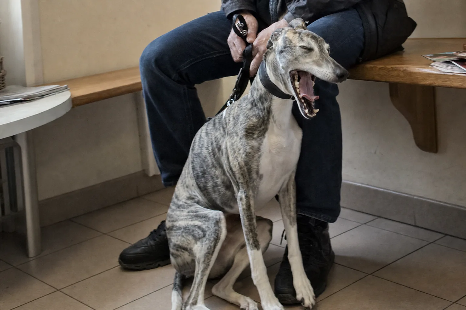 Whippet qui bâille, assis contre les jambes de son maître dans une salle d’attente vétérinaire