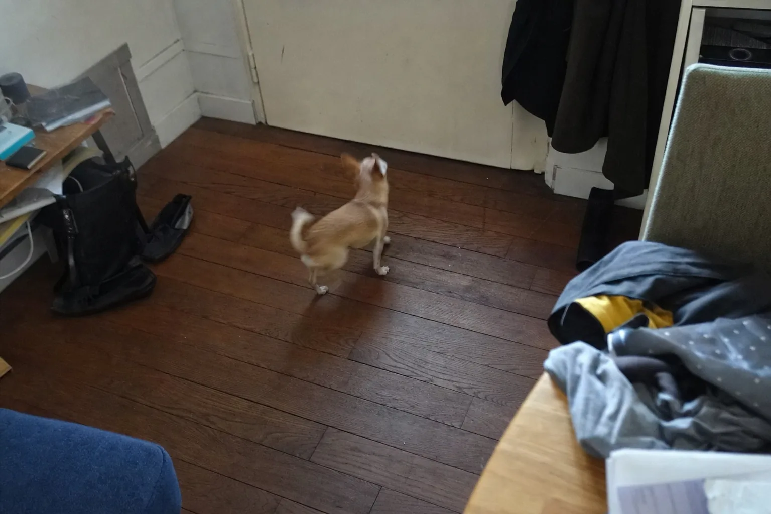 Chihuahua seul qui fait les cent pas près de la porte d’entrée, vu en plongée