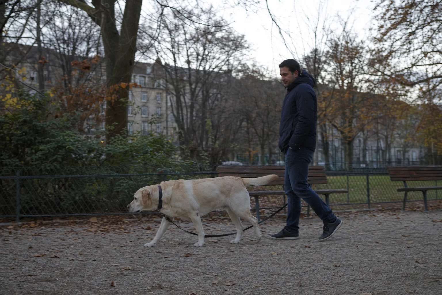 Dans un parc urbain aux arbres dénudés, un labrador sable adulte marche sur une allée gravillonnée devant un homme en veste sombre qui tient la laisse détendue