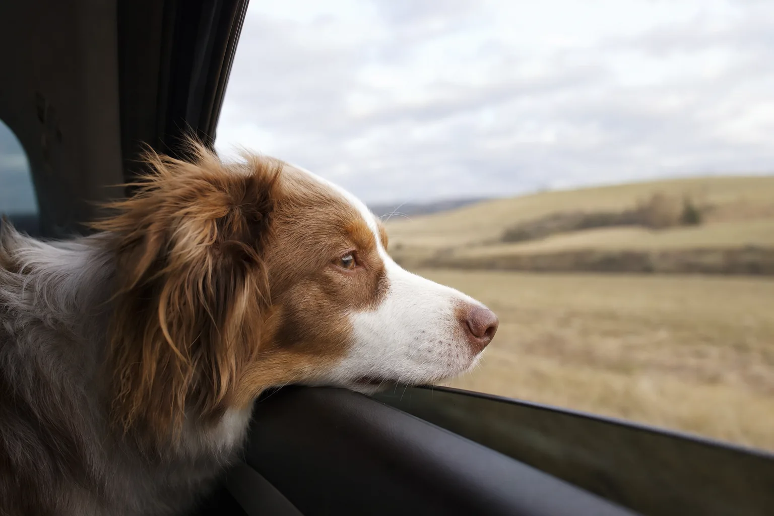 Chien regardant par la fenêtre d'une voiture en voyage
