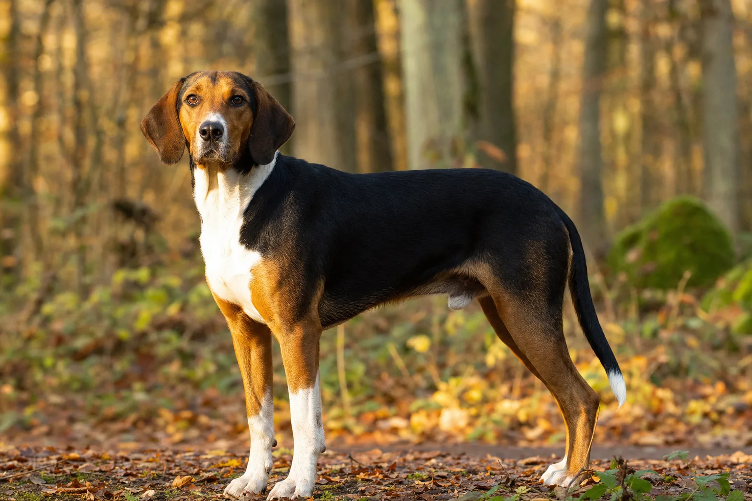 Chien Courant de Hamilton (robe tricolore (manteau noir, brun feu sur la tête et les membres, marques blanches)) adulte en extérieur