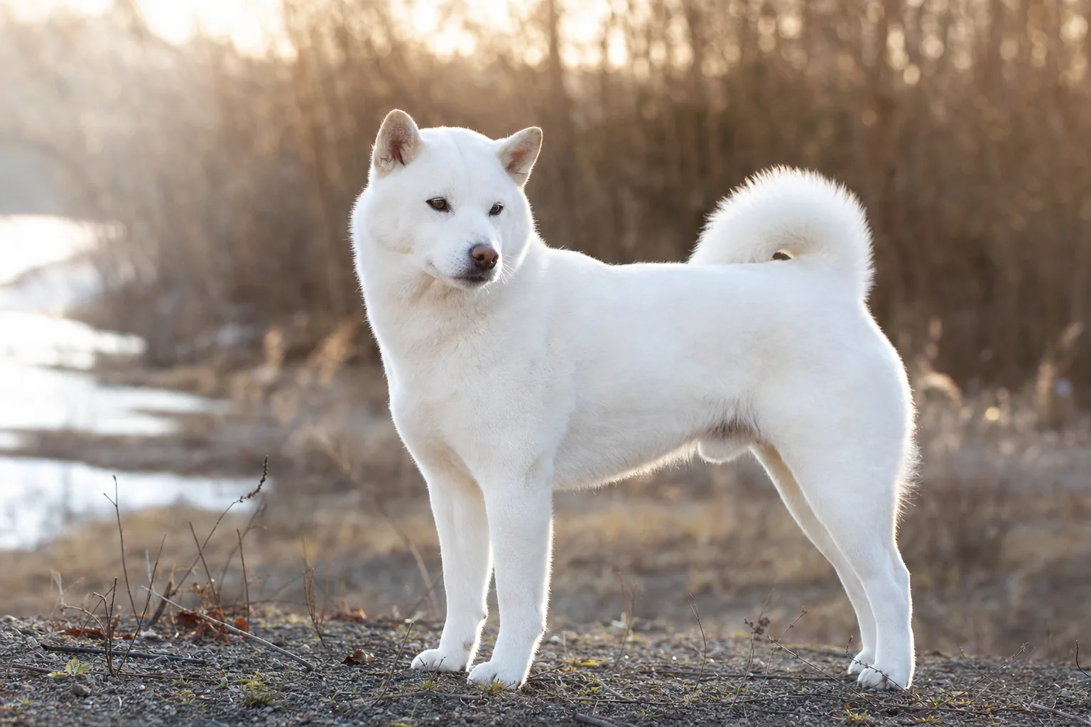 Hokkaido (robe blanc) adulte en extérieur