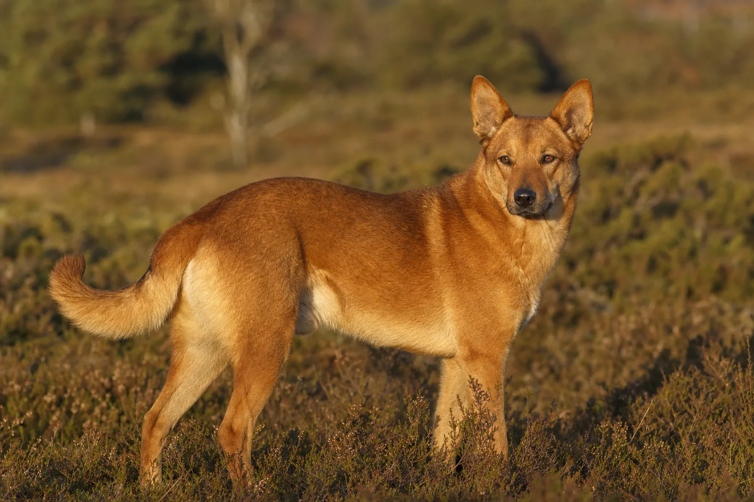 Chien de Hygen (robe rouge-brun (marron) à jaune-rouge) adulte en extérieur