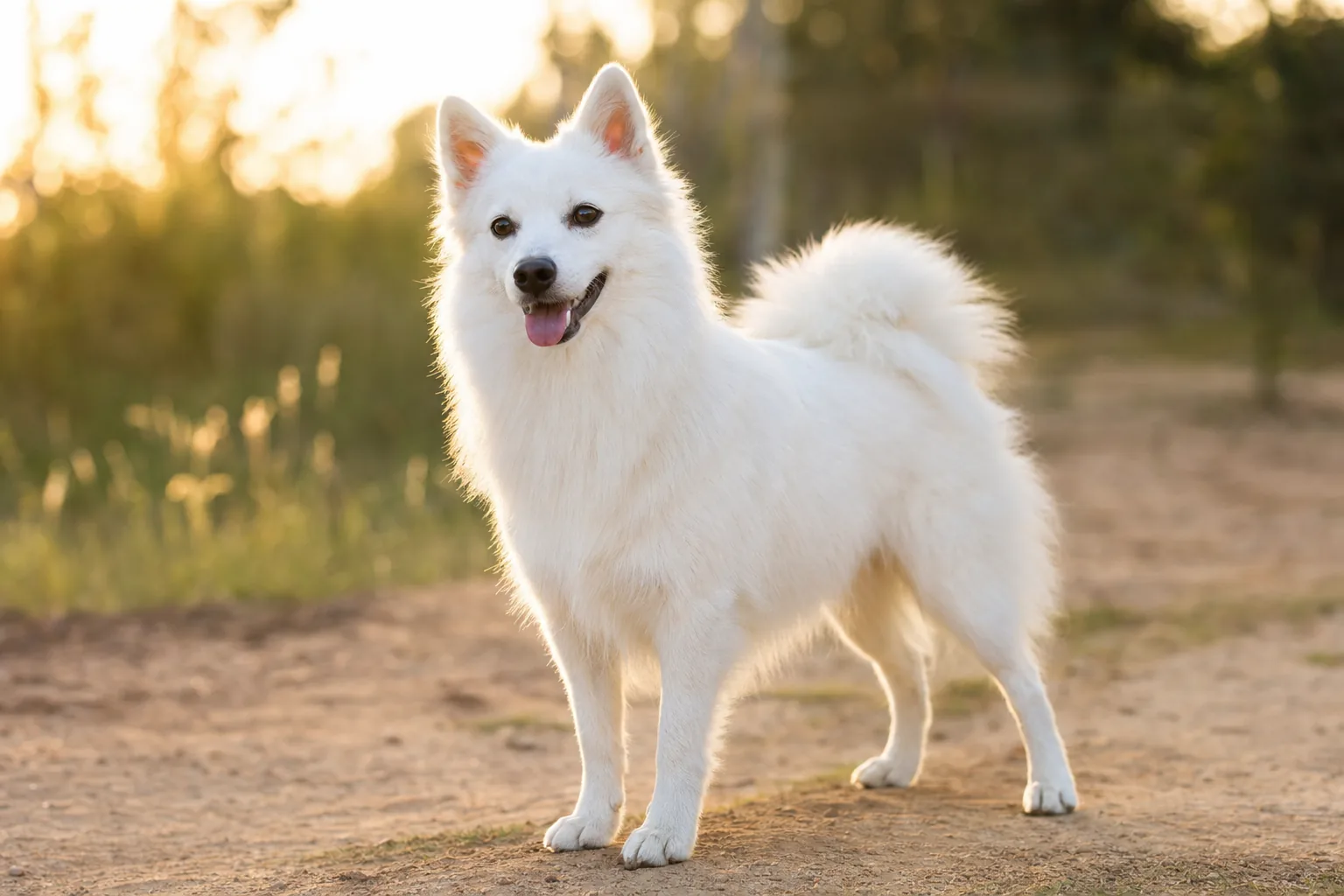 Spitz Indien (robe blanc) adulte en extérieur