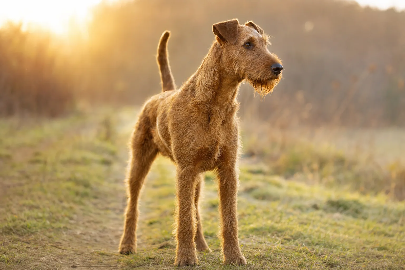 Terrier Irlandais (robe rouge) adulte en extérieur