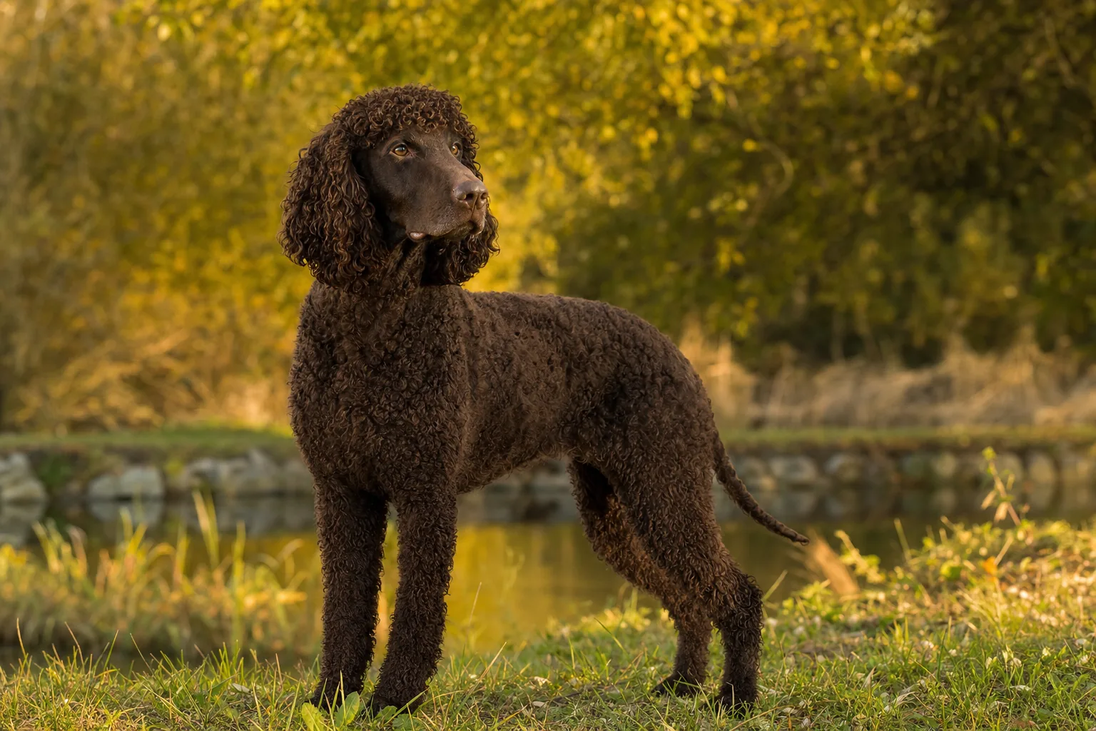 Irish Water Spaniel (robe foie pourpre uniquement) adulte en extérieur