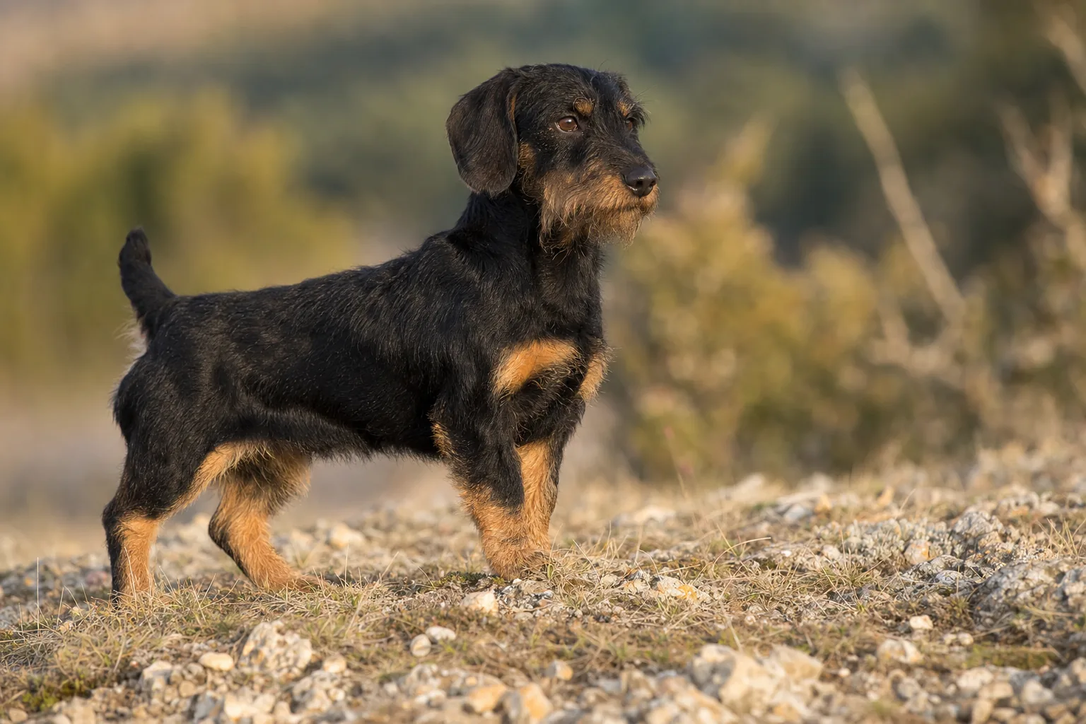 Terrier de Chasse Allemand (robe noir et feu) adulte en extérieur