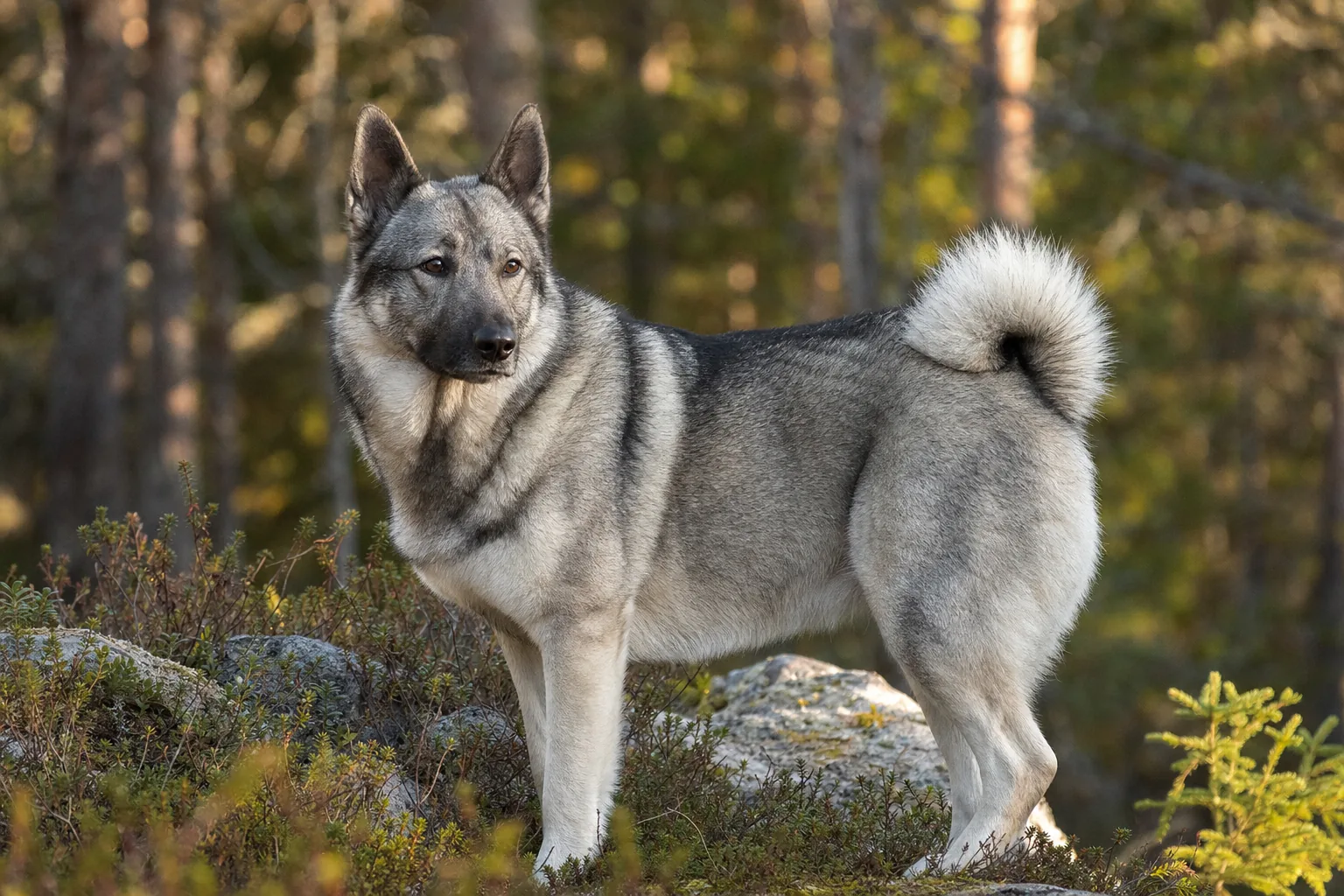 Chien d'Élan Suédois (robe gris clair à gris foncé) adulte en extérieur