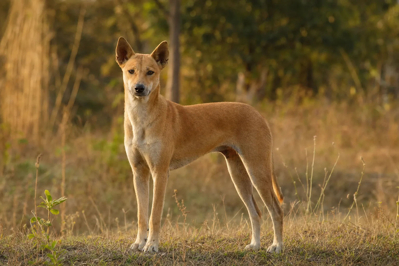Jonangi (robe fauve) adulte en extérieur