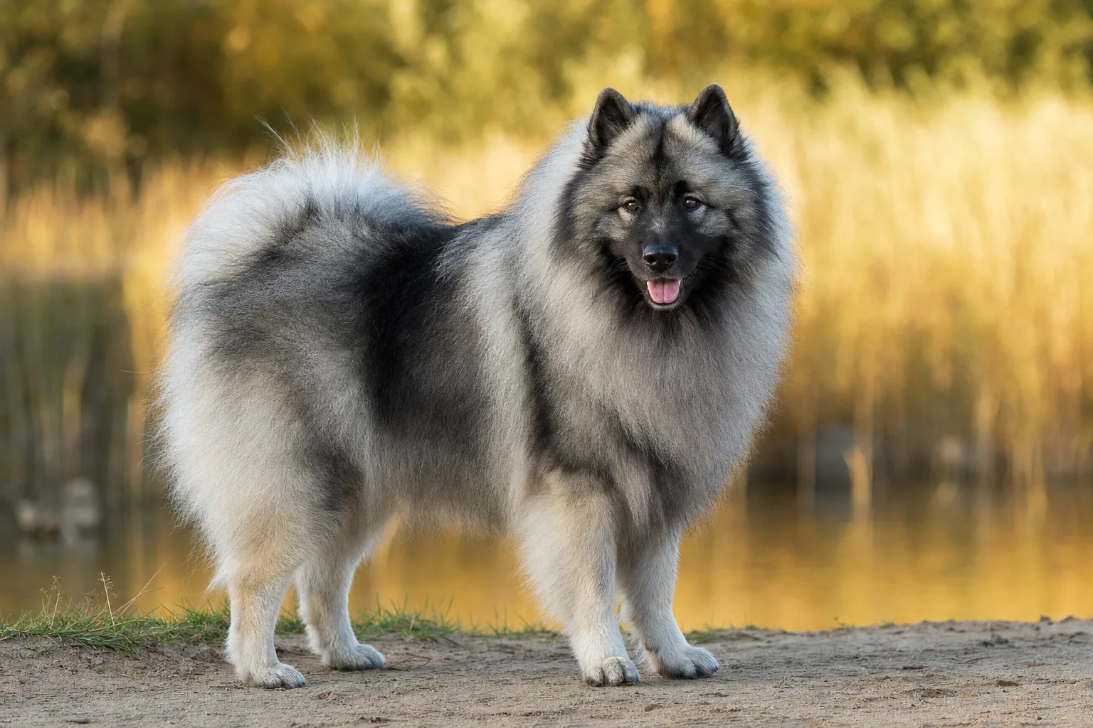 Keeshond (robe gris-loup (gris ombré de noir, avec masque et lunettes)) adulte en extérieur