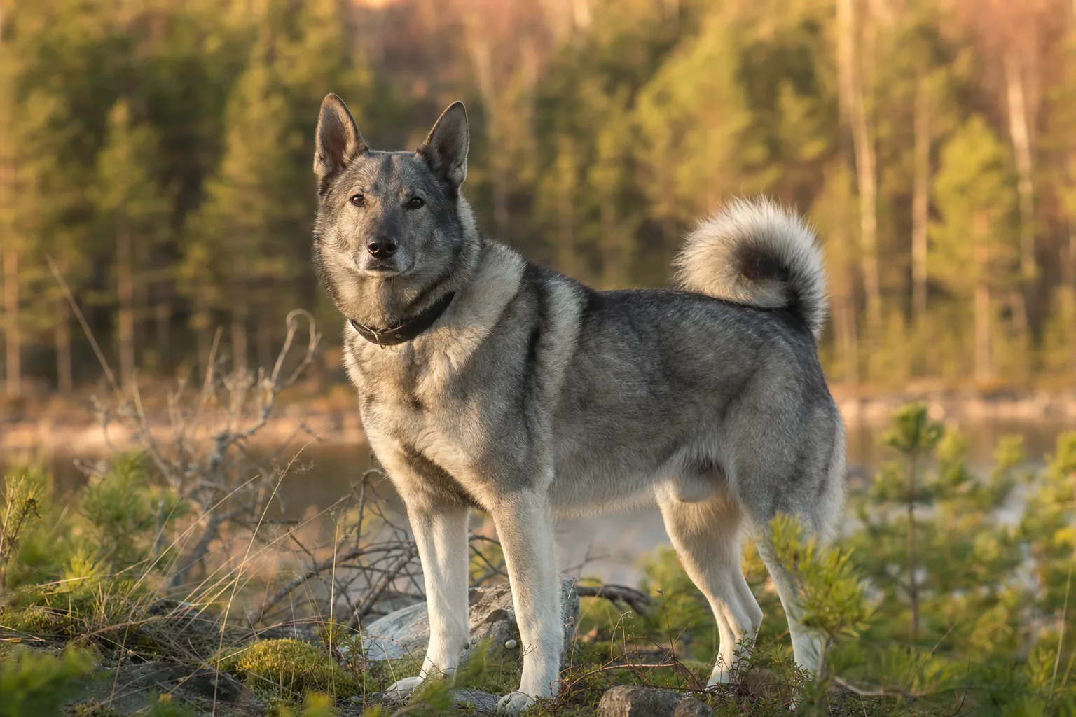 Laika de Sibérie Occidentale (robe gris loup) adulte en extérieur