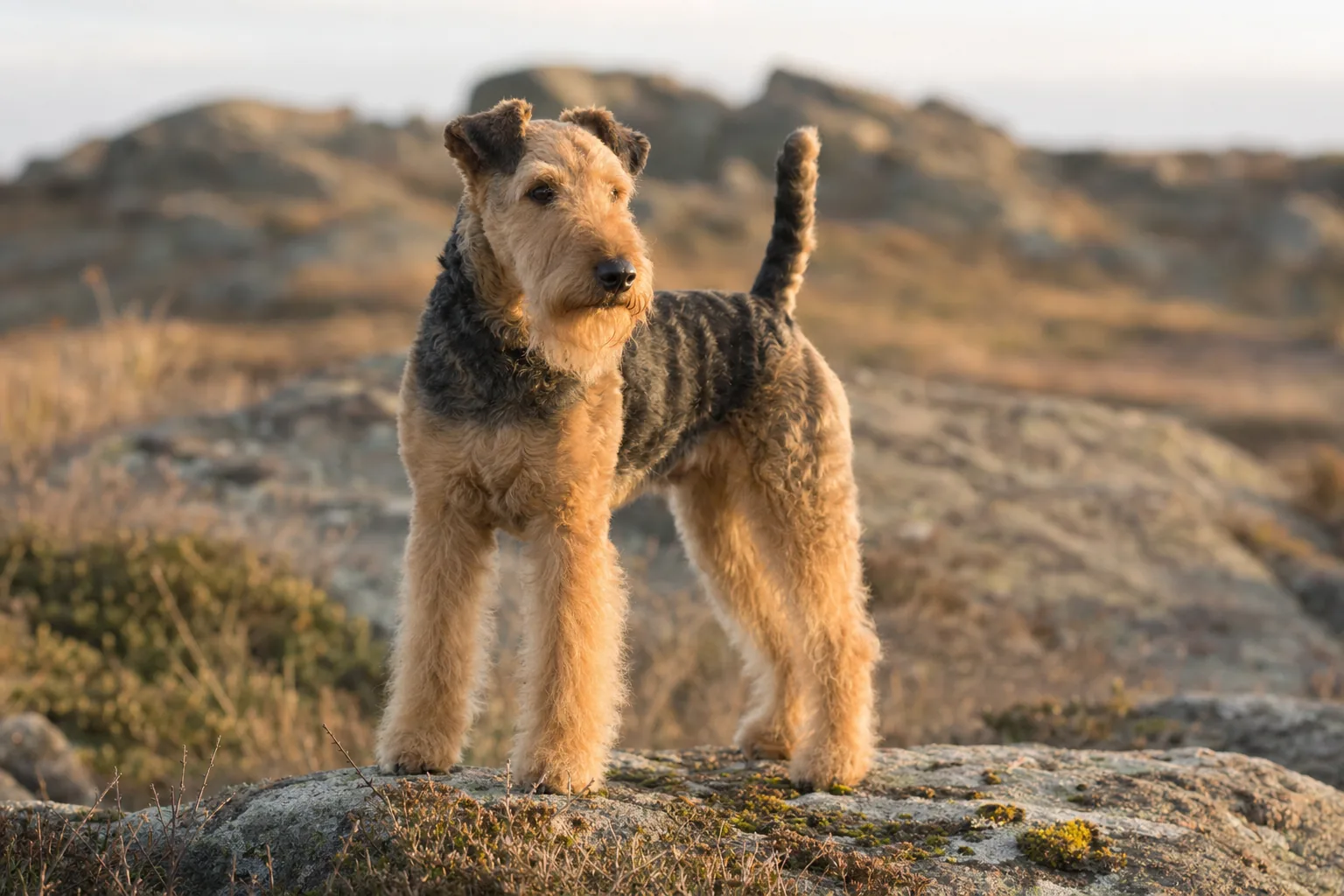 Lakeland Terrier (robe bleu et feu) adulte en extérieur