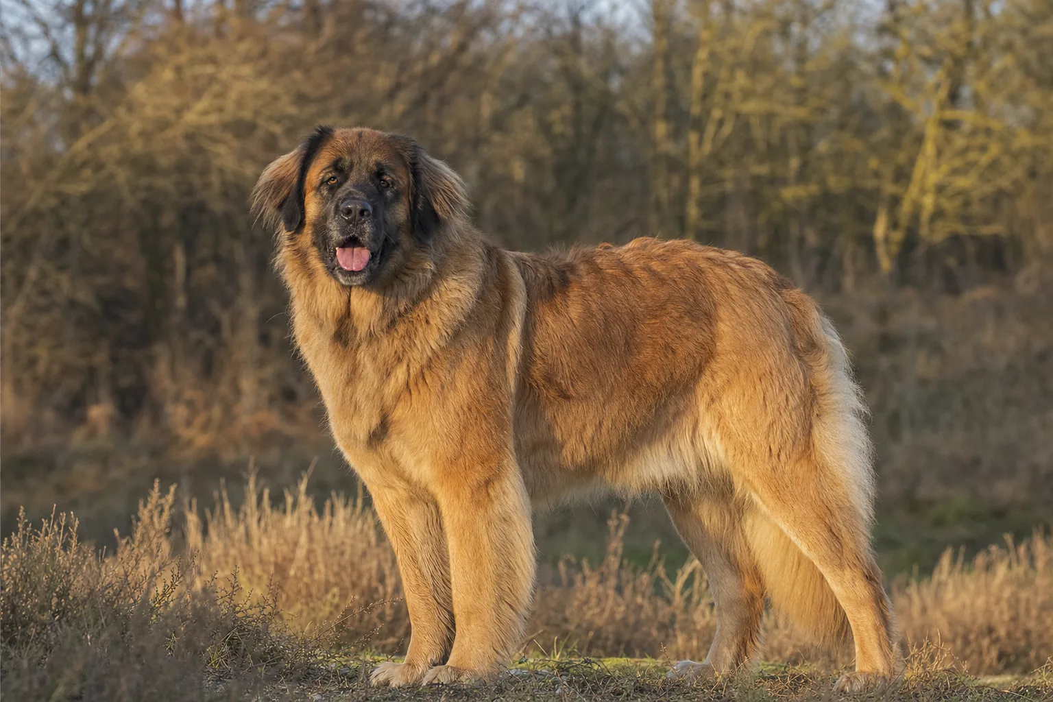 Leonberg (robe fauve (couleur lion)) adulte en extérieur