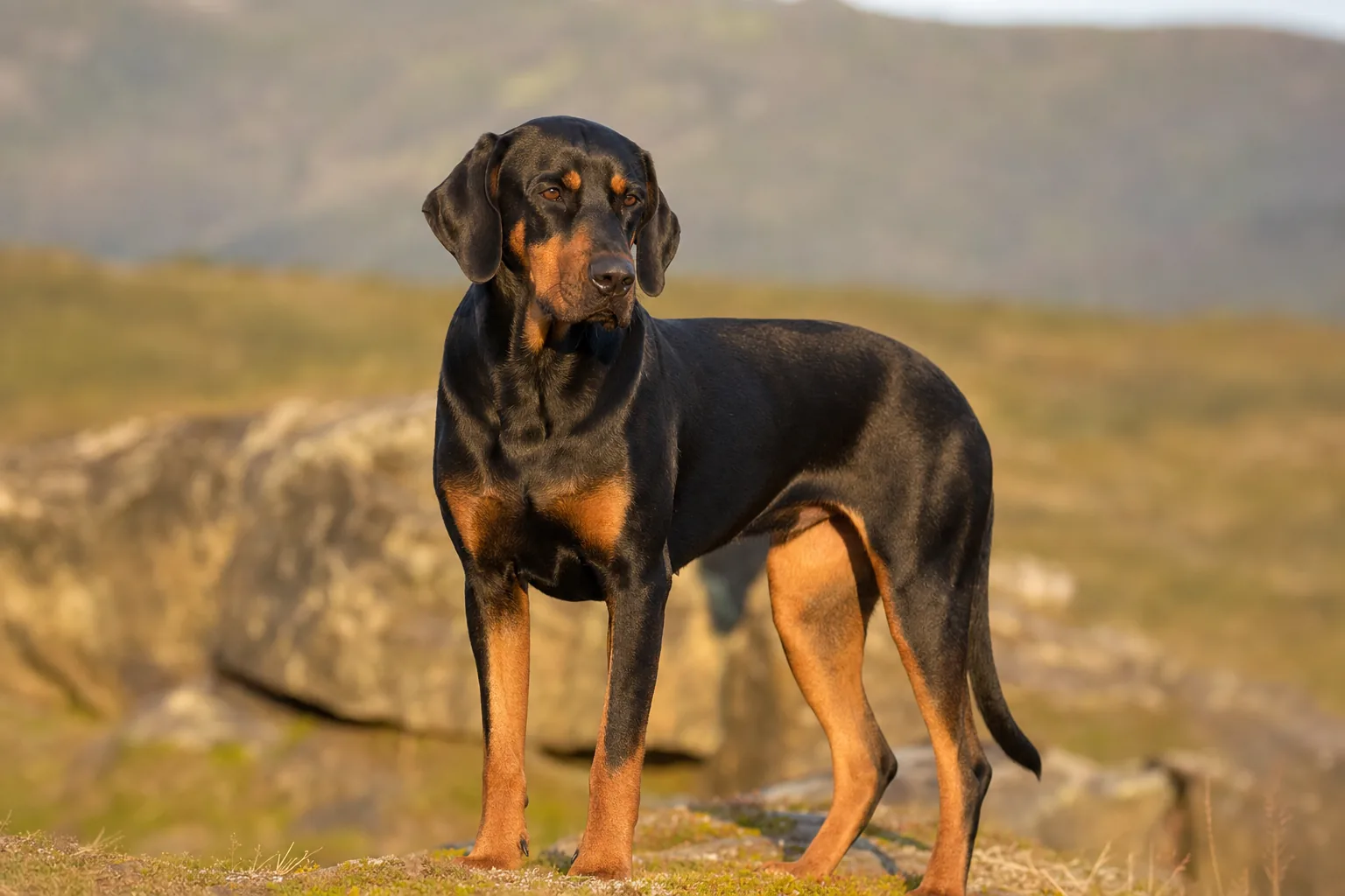 Majestic Tree Hound (robe noir et feu) adulte en extérieur