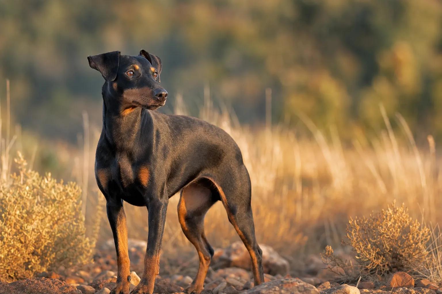 Manchester Terrier (robe noir et feu, aux marques feu nettes et bien délimitées) adulte en extérieur