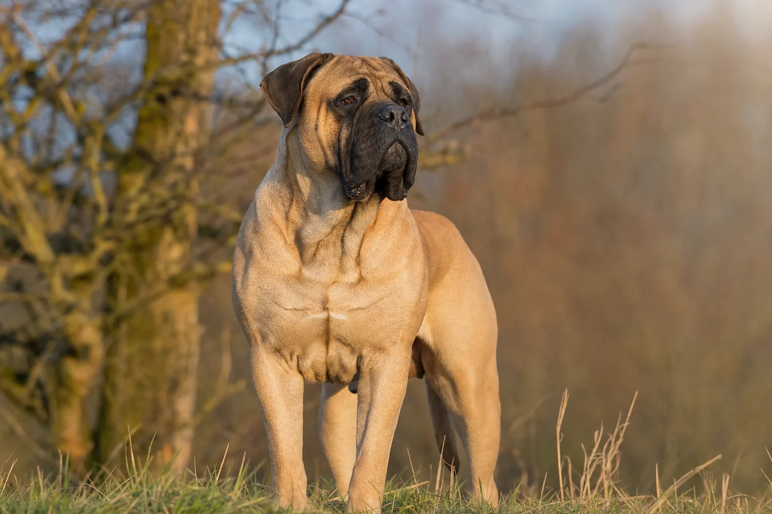 Mastiff (robe fauve) adulte en extérieur