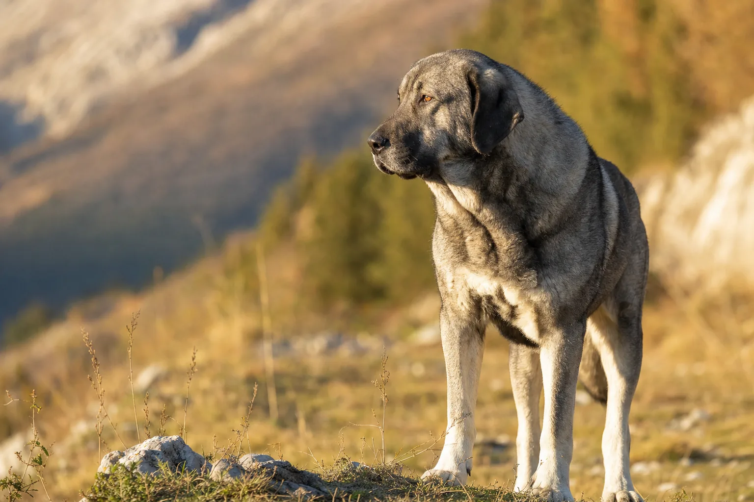 Molosse de l'Épire (robe gris loup) adulte en extérieur
