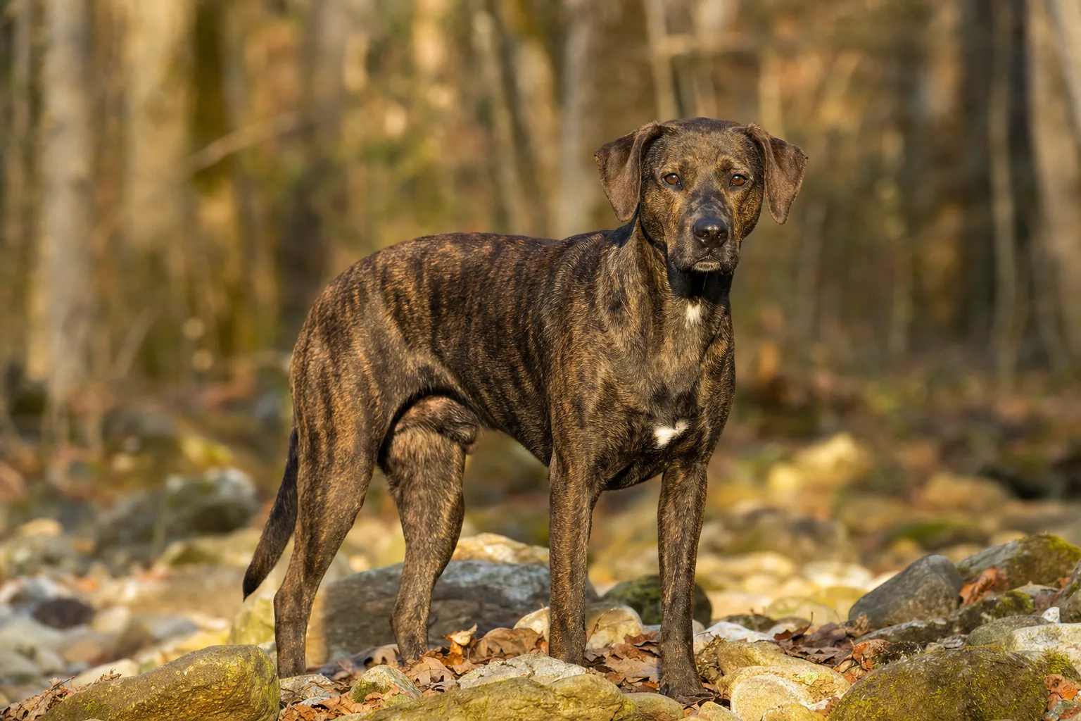 Mountain Cur (robe bringé) adulte en extérieur