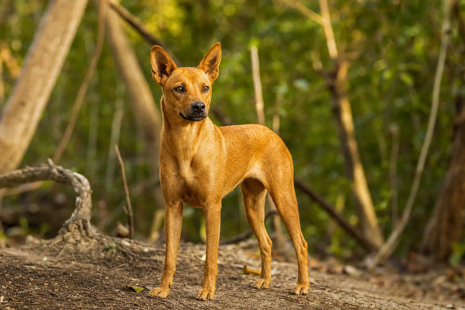 Chien Chanteur de Nouvelle-Guinée (robe roux) adulte en extérieur