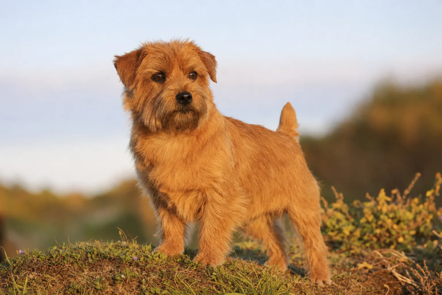 Norfolk Terrier (robe rouge) adulte en extérieur