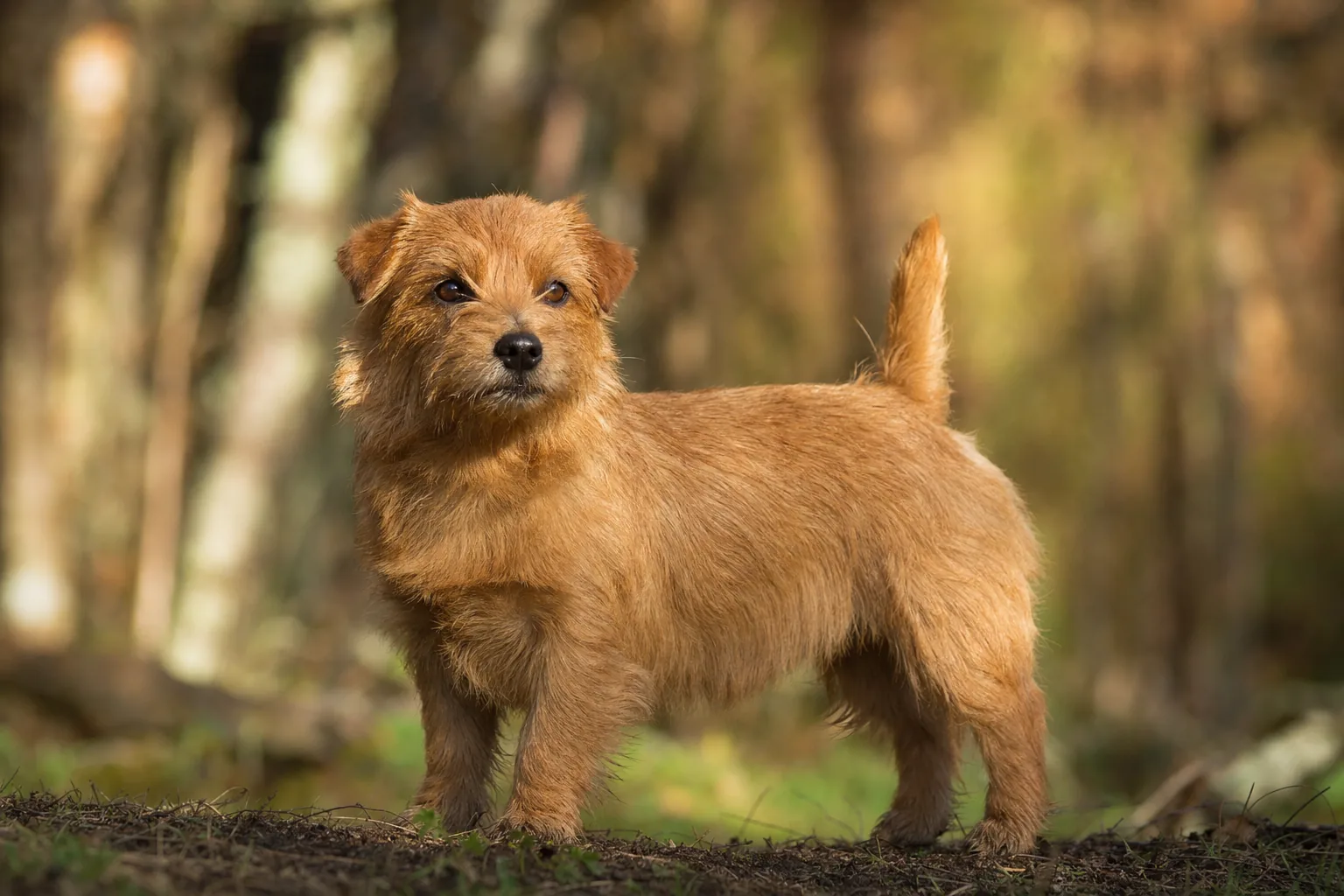 Norwich Terrier (robe rouge) adulte en extérieur