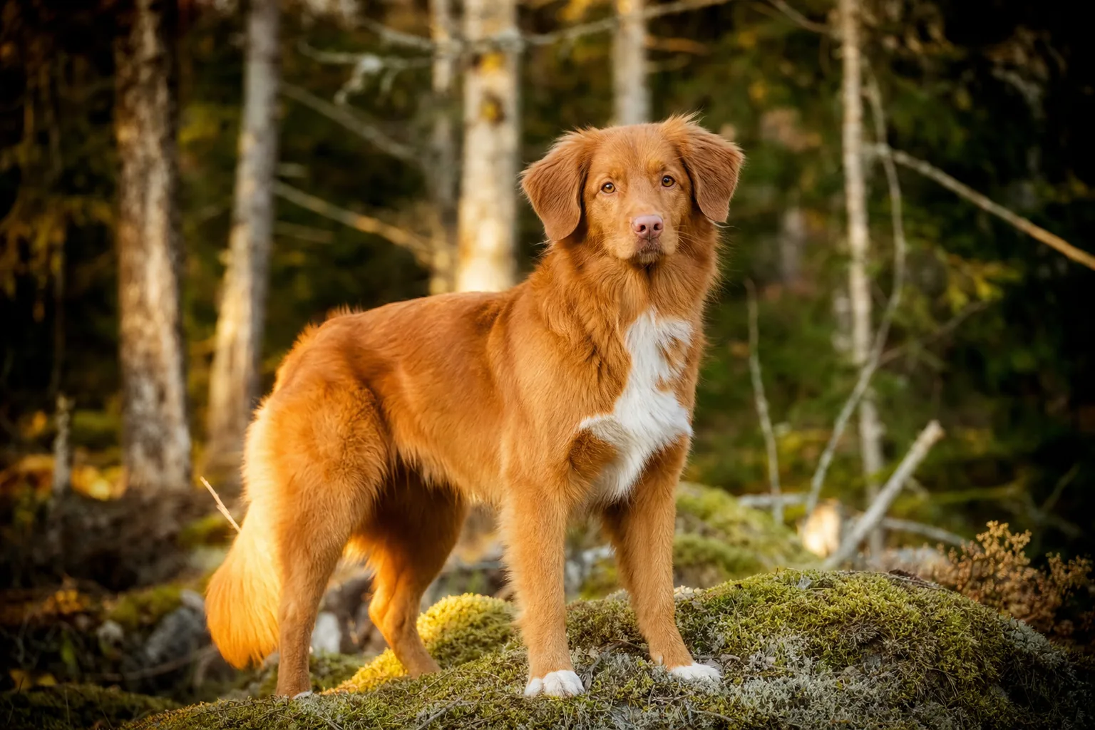 Nova Scotia Duck Tolling Retriever (robe roux à rouge orangé) adulte en extérieur