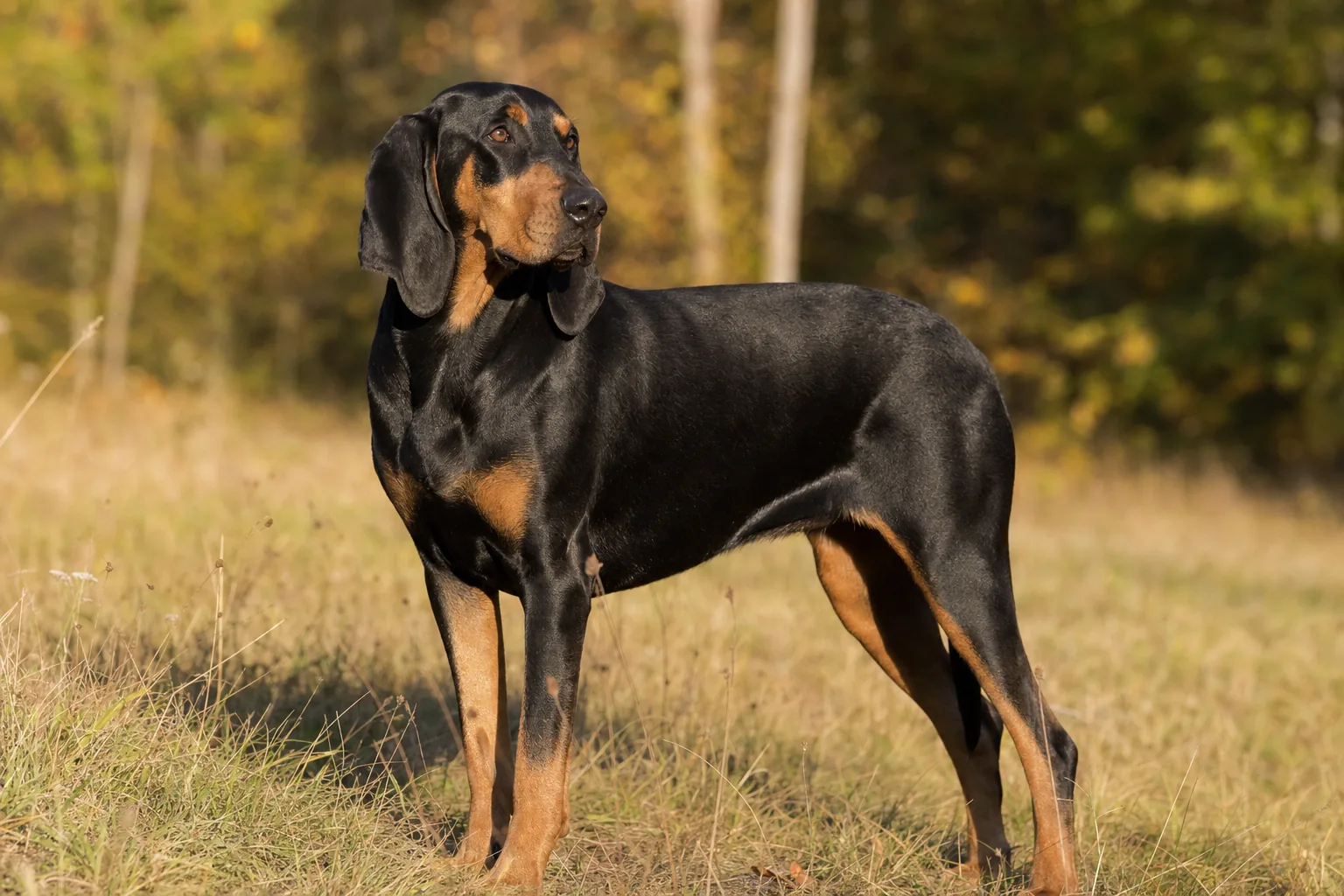 Chien Courant Polonais (robe noir et feu à manteau foncé) adulte en extérieur