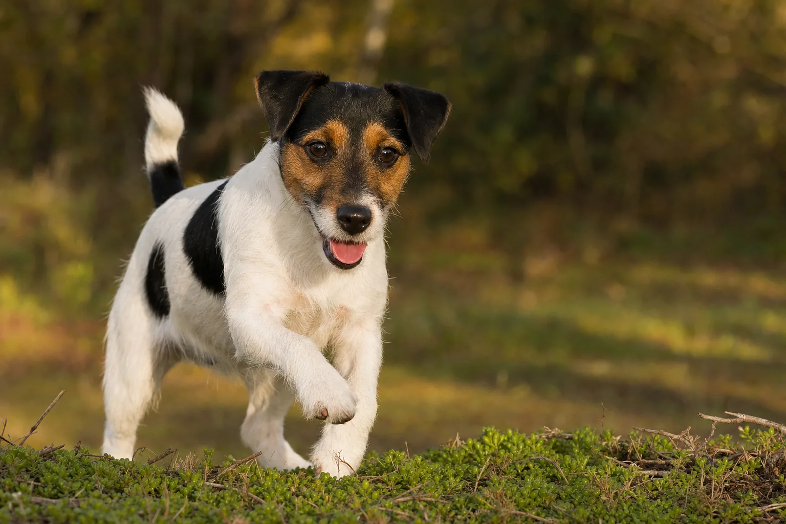 Parson Russell Terrier (robe blanc dominant avec marques feu, noir ou fauve (bicolore ou tricolore)) adulte en extérieur