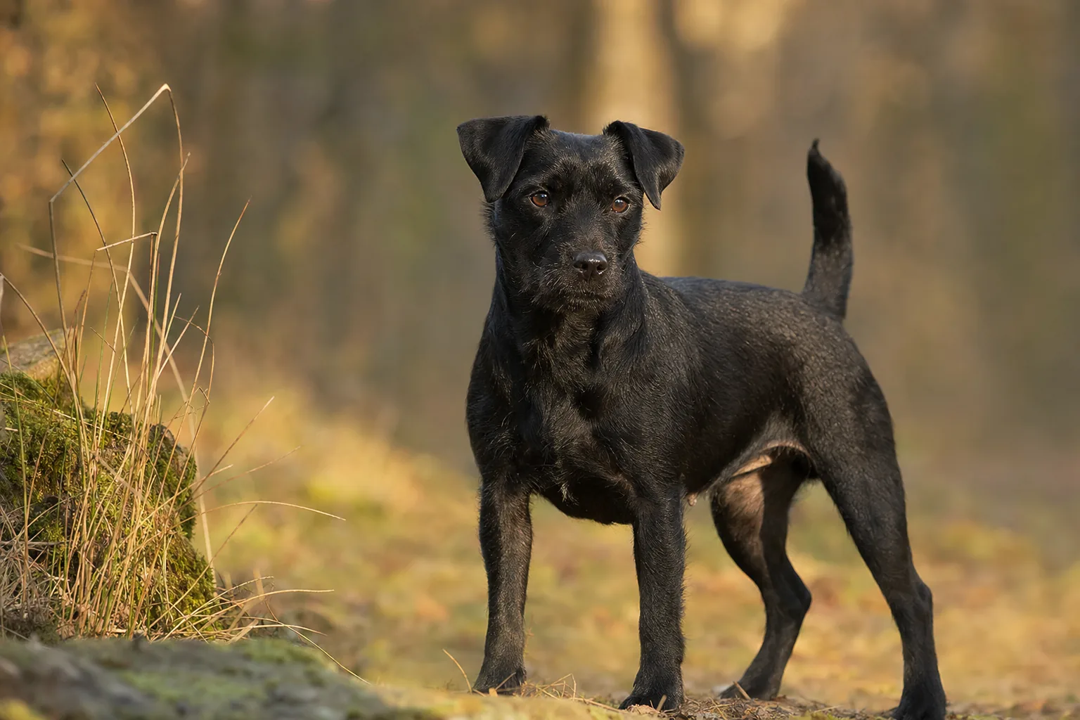 Patterdale Terrier (robe noir) adulte en extérieur
