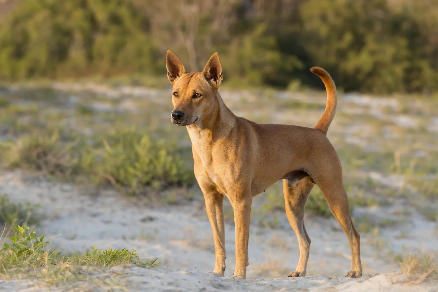Chien de Phu Quoc (robe fauve) adulte en extérieur