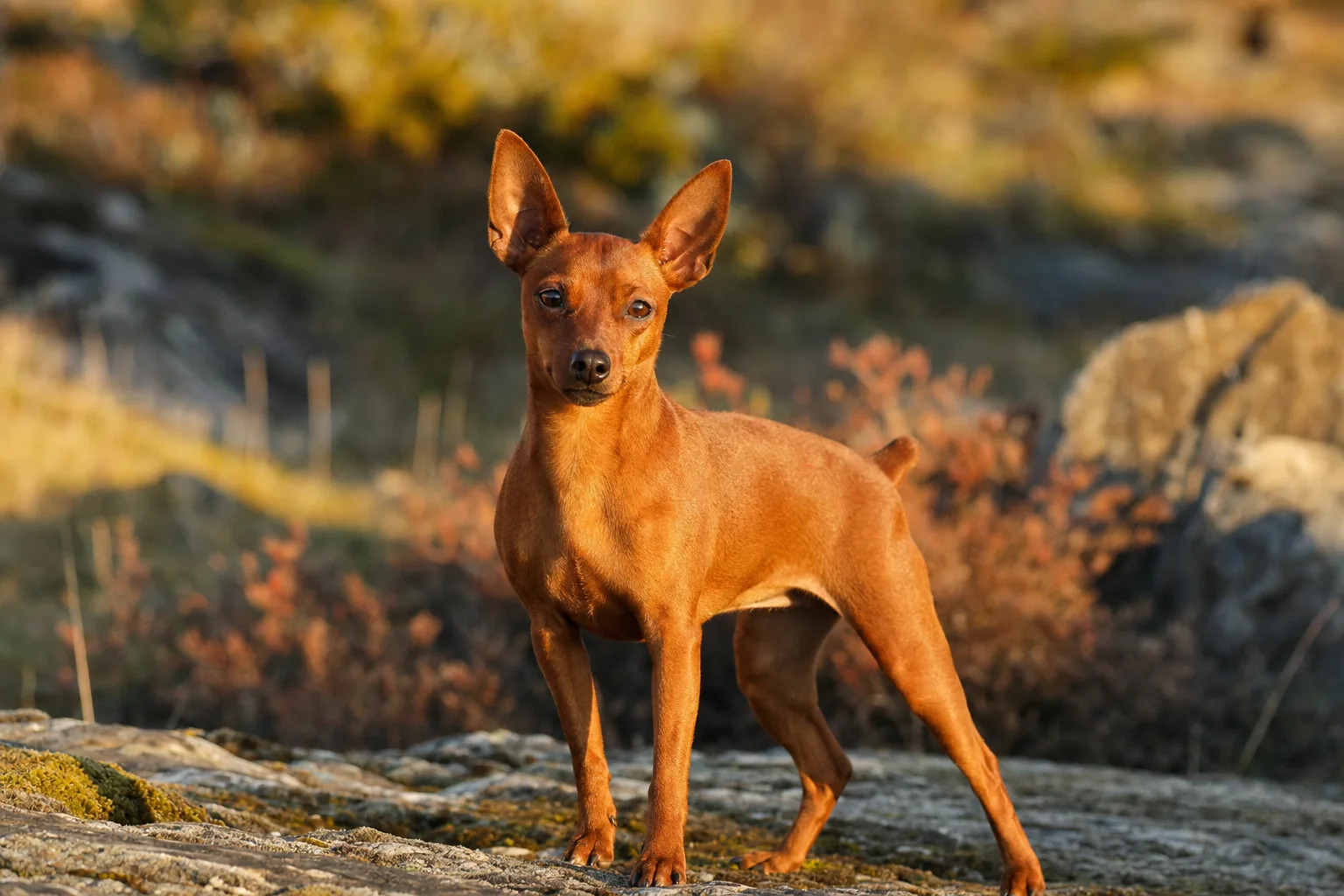 Pinscher Nain (robe fauve (rouge cerf)) adulte en extérieur