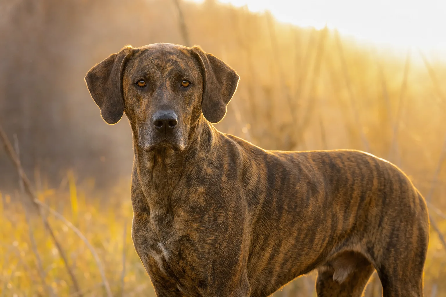 Plott Hound (robe bringé (toutes nuances : fauve, marron, gris, noir bringé)) adulte en extérieur