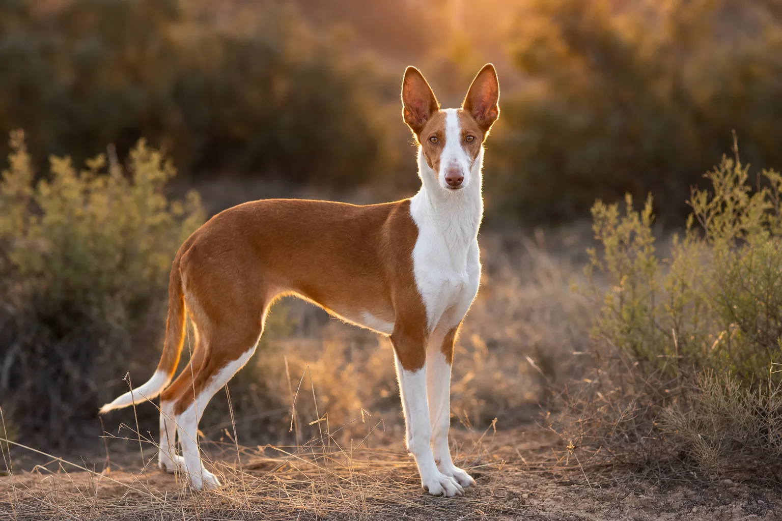 Podenco Andalou (robe cannelle et blanc) adulte en extérieur
