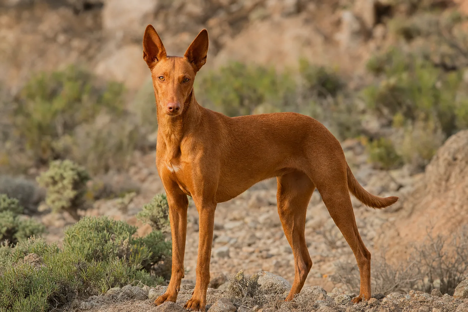 Podenco des Canaries (robe fauve (du rouge orangé à l'acajou)) adulte en extérieur